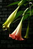 Brugmansia suaveolens 'Pink Beauty' RCP8-2012 166.JPG